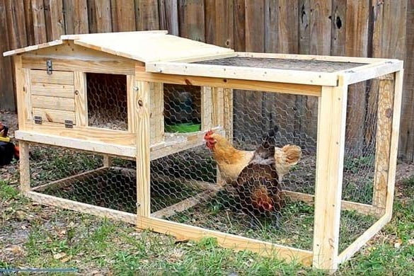 Pterodactyl eggs anyone?  BackYard Chickens - Learn How to Raise Chickens