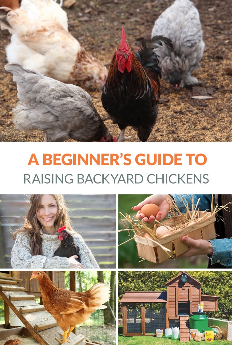 Measurement conversions  BackYard Chickens - Learn How to Raise Chickens